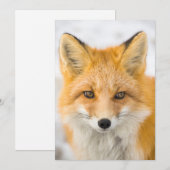 Red Fox Portrait Dankeskarte (Vorne/Hinten)