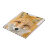 Red Fox Portrait Fliese (Seite)