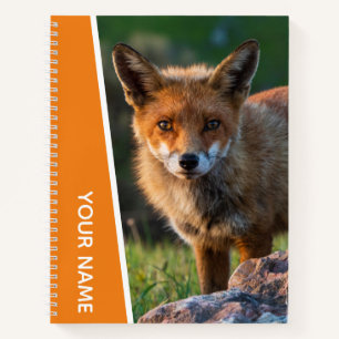 Red Fox Portrait Foto Sunset Australien, Orange Notizblock