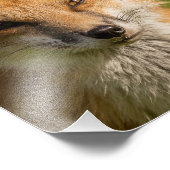 Red Fox Portrait Fotodruck (Ecke)