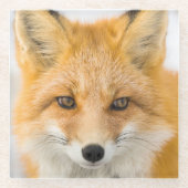 Red Fox Portrait Glasuntersetzer (Vorderseite)