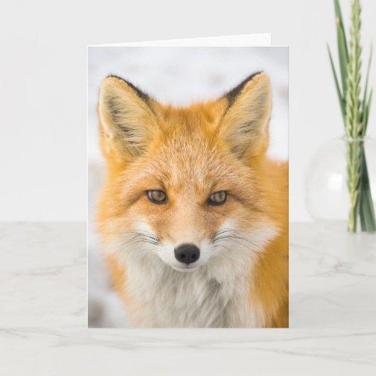 Red Fox Portrait Karte (Vorderseite)