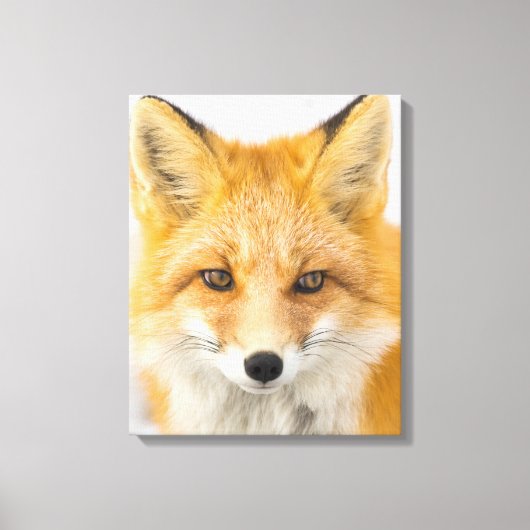 Red Fox Portrait Leinwanddruck (Vorderseite)