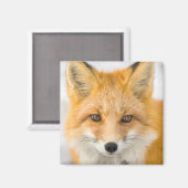 Red Fox Portrait Magnet (Vorderseite/Rückseite)