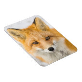 Red Fox Portrait Magnet (Rechte Seite)