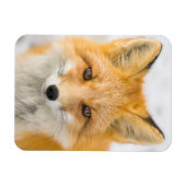 Red Fox Portrait Magnet (Horizontal)
