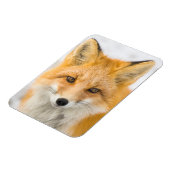 Red Fox Portrait Magnet (Linke Seite)