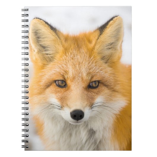 Red Fox Portrait Notizblock (Vorderseite)