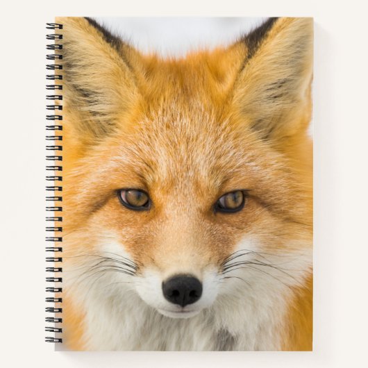 Red Fox Portrait Notizblock (Vorderseite)