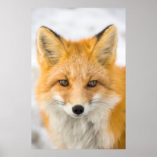 Red Fox Portrait Poster (Vorne)