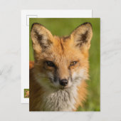 Red Fox Portrait Postkarte (Vorne/Hinten)