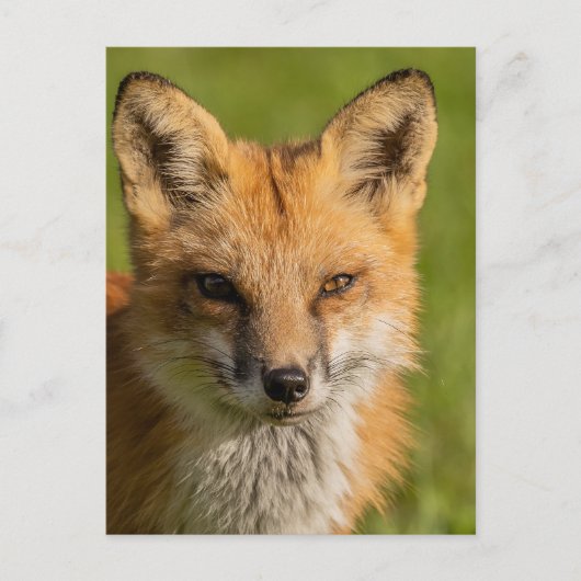 Red Fox Portrait Postkarte (Vorderseite)