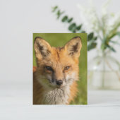 Red Fox Portrait Postkarte (Stehend Vorderseite)