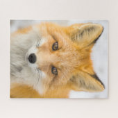 Red Fox Portrait Puzzle (Horizontal)