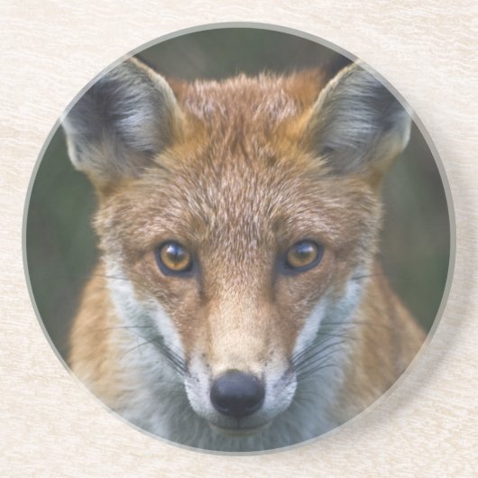 Red Fox Portrait Untersetzer (Vorne)