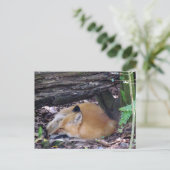 Red Fox Post Card Postkarte (Stehend Vorderseite)