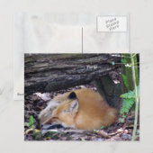 Red Fox Post Card Postkarte (Vorne/Hinten)