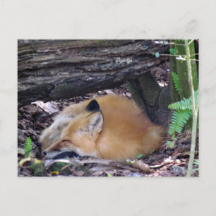 Red Fox Post Card Postkarte