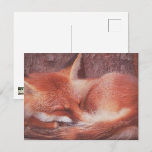 Red Fox POSTCARD Postkarte (Vorne/Hinten)