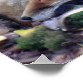 Red Fox Poster (Ecke)