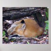 Red Fox Poster (Vorne)