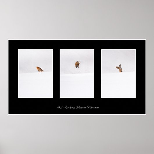 Red Fox Poster (Vorne)