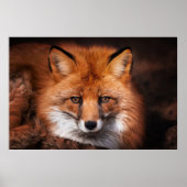 Red Fox Poster (Vorne)