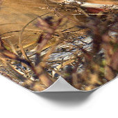 Red Fox Poster (Ecke)