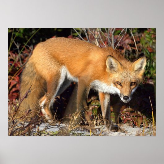 Red Fox Poster (Vorne)