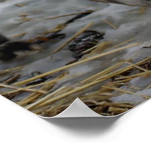 Red Fox Poster (Ecke)