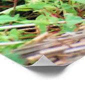 Red Fox Poster (Ecke)