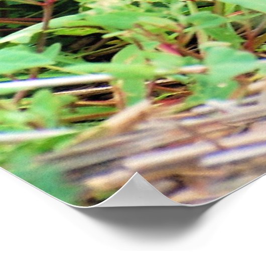 Red Fox Poster (Ecke)