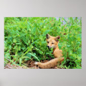 Red Fox Poster (Vorne)
