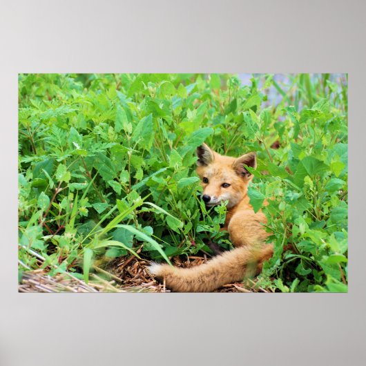 Red Fox Poster (Vorne)