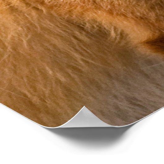 Red Fox Poster (Ecke)