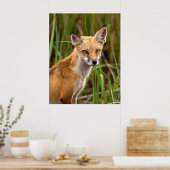 Red Fox Poster (Küche)