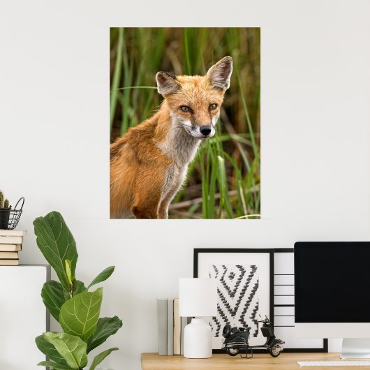 Red Fox Poster (Heimbüro)