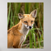Red Fox Poster (Vorne)