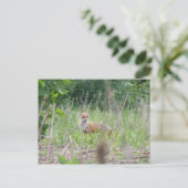 Red Fox Postkarte (Stehend Vorderseite)