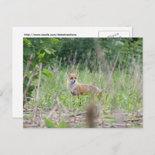 Red Fox Postkarte (Vorne/Hinten)