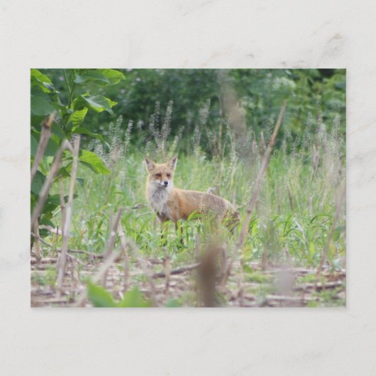 Red Fox Postkarte (Vorderseite)