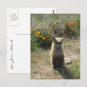 Red Fox Postkarte (Vorne/Hinten)
