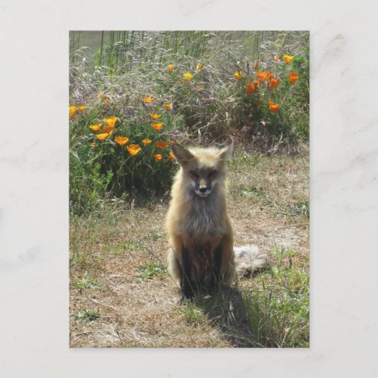 Red Fox Postkarte (Vorderseite)
