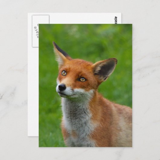 Red Fox Postkarte (Vorne/Hinten)