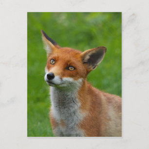 Red Fox Postkarte