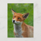 Red Fox Postkarte (Vorderseite)