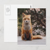 Red Fox Postkarte (Vorne/Hinten)