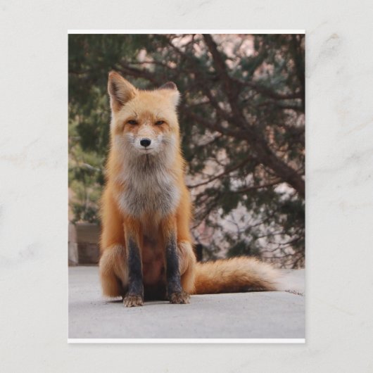 Red Fox Postkarte (Vorderseite)
