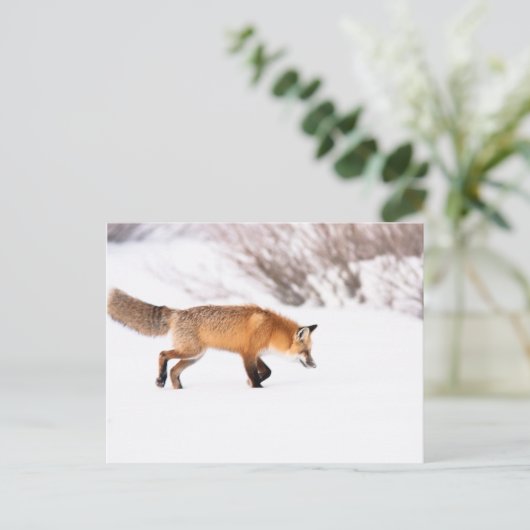 Red Fox Postkarte (Stehend Vorderseite)