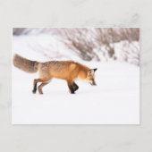 Red Fox Postkarte (Vorderseite)